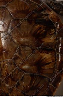 turtle skin 0002